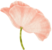 Pink poppy flower watercolor style for Decorative Element png