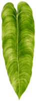 ilustración de acuarela tropical de hoja de anthurium png