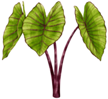 colocasia tropisk växt akvarell illustration png