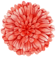 Red flower watercolor painted for Decorative Element png