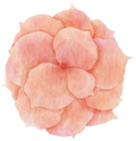 acuarela de flor rosa pintada para elemento decorativo png