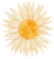 acuarela de flor blanca pintada para elemento decorativo png