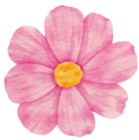 Pink flower watercolor painted for Decorative Element png