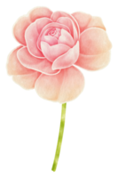 rosa ros blommor akvarell illustration png