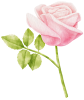 illustration aquarelle de fleurs roses roses png