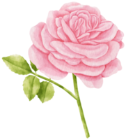 rosa ros blommor akvarell illustration png