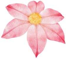 illustration aquarelle de fleurs de clématite rose png