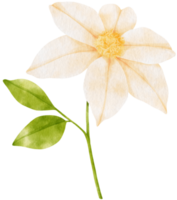 ilustração em aquarela de flores brancas de clematis png