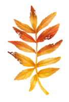 Branch of autumn orange Leaf  watercolor style for Decorative Element png