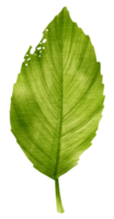 Tropical Green Leaf  watercolor style for Decorative Element png