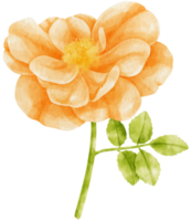 rosa naranja flores acuarela ilustración png