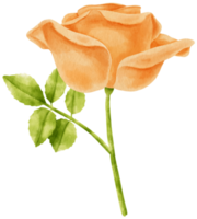 rosa naranja flores acuarela ilustración png