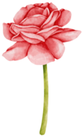 illustrazione dell'acquerello di fiori di rosa rossa png