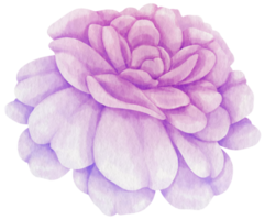 lila ros blommor akvarell illustration png