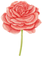 rosa roja flores acuarela ilustración png