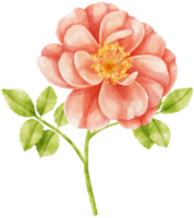 rode roos bloemen aquarel illustratie png