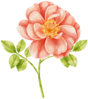 Red rose flowers watercolor illustration png