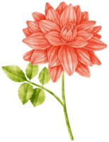 Red dahlia flowers watercolor illustration png