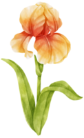 beautiful iris flowers watercolor illustration png