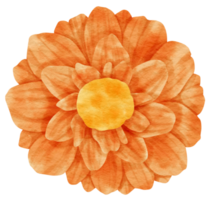 Orange flower watercolor painted for Decorative Element png