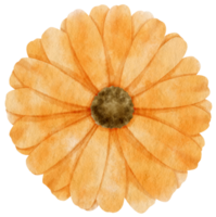 aquarelle de fleur d'oranger peinte pour élément décoratif png