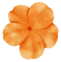 Orange flower watercolor painted for Decorative Element png