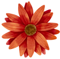 Red flower watercolor painted for Decorative Element png