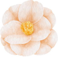 White camellia flower watercolor style for Decorative Element png