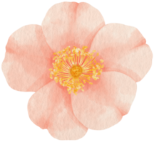 stile acquerello fiore rosa per elemento decorativo png