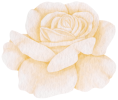 White rose flower watercolor style for Decorative Element png