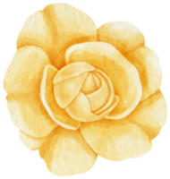 estilo de acuarela de flor rosa amarilla para elemento decorativo png