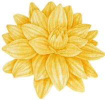 Yellow dahlia flower watercolor style for Decorative Element png