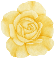 Yellow rose flower watercolor style for Decorative Element png