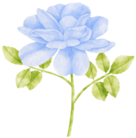ilustração em aquarela de flores azuis rosa png