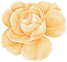 linda ilustração em aquarela de flores rosas png