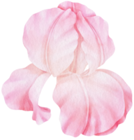 Pink iris flowers watercolor illustration png