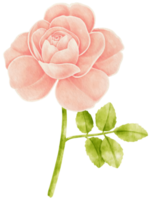 ilustração em aquarela de flores rosas cor de rosa