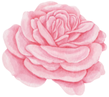 Pink rose flowers watercolor illustration png