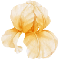 illustration aquarelle de fleurs d'iris blanc png