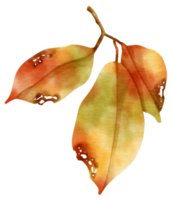 Branch of autumn orange Leaf  watercolor style for Decorative Element png