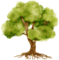 ilustración de acuarela de árbol para elemento decorativo png