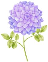 paarse dahlia bloemen aquarel illustratie png