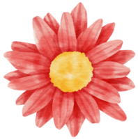 Red flower watercolor painted for Decorative Element png