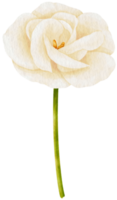 weiße Lisianthus-Blumenaquarellart für dekoratives Element png