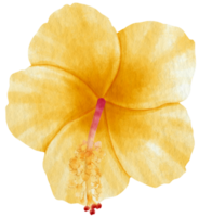 Yellow hibiscus flower watercolor style for Decorative Element png