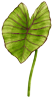 Colocasia tropical leaf watercolor illustration png