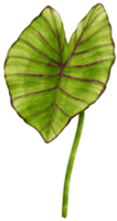 colocasia hoja tropical acuarela ilustración png