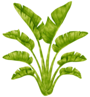 illustrazione dell'acquerello della pianta tropicale dell'uccello del paradiso png