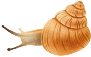illustration aquarelle d'escargot png