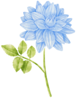 illustration aquarelle de fleurs bleues dahlia png